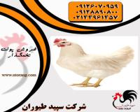 فروش مرغ تخمگذار بومی اصلاح شده با بهتری قیمت مصوب