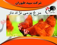 فروش مرغ بومی گلپایگان وانواع جوجه بومی - طیور  