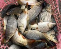 فروش بچه ماهی گرمابی کپور آمور فیتوفاگ بیگهد