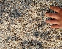 فروش تفاله چغندر قند پرک و فشنگی تناژ