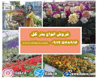 فروش عمده بذر چمن خارجی | فروش عمده بذر گل شهرداری
