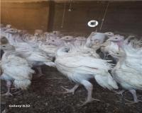 بوقلمون بیوتی گوشتی 1 روزه و 10 روزه 20 روزه