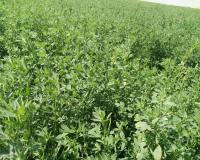 فروش پودر یونجه، فروش یونجه انباری، خرید یونجه