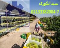 تولید سبد بسته بندی ، قیمت سبد انگور