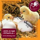 قیمت مرغ تخمگذار صنعتی ، فروش جوجه گوشتی راس - طیور