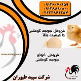خرید و فروش جوجه مرغ گوشتی یکروزه سپید طیور -طیور