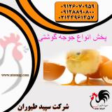 فروش جوجه یک روزه در استان تهران . جوجه مرغ گوشتی