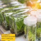 محیط کشت تکثیرارکیده از طریق بذر