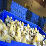 فروش جوجه یک روزه مرغ گوشتی نژاد مختلف - طیور