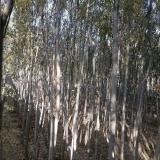 فروش نهال مثمر گردو چلندر پیوندی - نهالستان برادران بدری