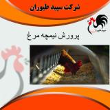 پرورش مرغ اصلاح شده گلپایگان - طیور 