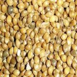 فروش ارزن درشت