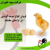 فروش جوجه مرغ گوشتی یکروزه سپید طیور - طیور 