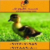 قیمت اردک اسرائیلی ، فروش جوجه اردک 20روزه - طیور