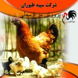 فروش جوجه مرغ محلی3ماهه - طیور