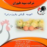 فروش مرغ گوشتی یکروزه-پرورش مرغ بومی تخم گذار-طیور