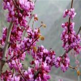 فروش عمده نهال ارغوان