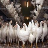 مرغ 3 ماهه ، فروش انواع مرغ تخم گذار - طیور