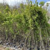 فروش نهال میوه نهالستان بهمن آبادی - (کرج )