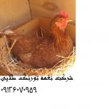 پرورش مرغ بومی تخمگذار پر تولید ( نغمه طیور ) - طیور