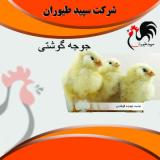 پخش و فروش جوجه مرغ گوشتی - طیور
