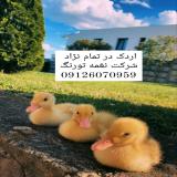 فروش اردک 20 روزه پکنی ارسال به سراسر کشور