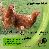 مرغ نیمچه- نیمچه تخمگذاز-طیور 