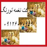 فروش جوجه اردک پکنی ( اصلاح نژادی ) - طیور