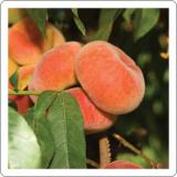 اسانس و طعم