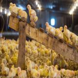 پرورش مرغ گوشتی و سود دهی سریع - فروش جوجه گوشتی