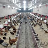 فروش نیمچه مرغ تخمگذار اصلاح شده - طیور