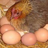 فروش مرغ تخمگذار بومی با درصد تخمگذاری بالا