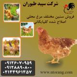 فروش مرغ تخمگذار بومی اصلاح شده - طیور