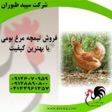 فروش نیمچه مرغ بومی سپید طیور - طیور