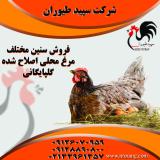 قیمت مرغ گلپایگانی - تهران