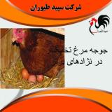 قیمت مرغ تخمگذار 4 ماهه - طیور  