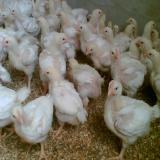 فروش جوجه مرغ گوشتی یک روزه بومی گلپایگانی