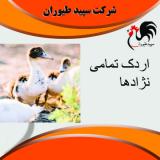 قیمت و خرید اردک یکروزه - طیور  