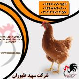 فروش و توزیع جوجه مرغ گلپایگانی - طیور 