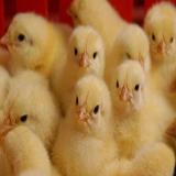 فروش جوجه مرغ گوشتی ، مرغ راس - طیور