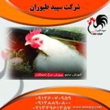 مرغ تخمگذار در استان تهران
