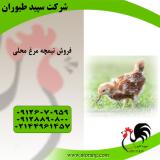 قیمت نیمچه مرغ محلی در مناطق مختلف - طیور 