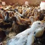فروش مرغ بومی گلپایگان 4 ماهه - طیور