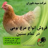 فروش مرغ بومی تخمگذار 1ماهه و 2 ماهه و3 ماهه و6 ماهه بومی