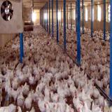 میزان سوددهی پرورش جوجه مرغ گوشتی- فروش جوجه 