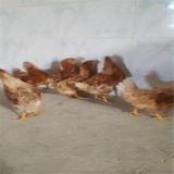 فروش مرغ تخم گذار صنعتی 09131007689