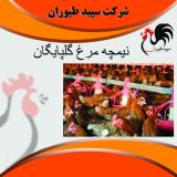 قیمت نیمچه مرغ محلی 2 تا 6 ماهه - طیور 