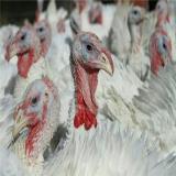 فروش جوجه زرین طیور پروران میهن