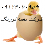 قیمت وفروش اردک در تمام سنین با کیفیت _طیور 
