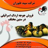فروش مستقیم جوجه اردک گوشتی - طیور 